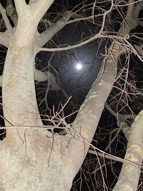 JASPER 🤍 @actioncat cover picture