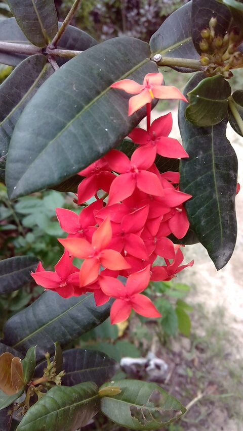 abcde @aletta cover picture