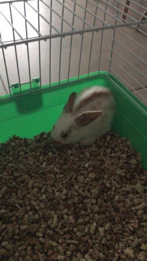 Lexa @alexafalessi cover picture