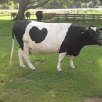 alexglass Profile Picture