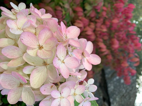 amandadevilles @amandadevilles cover picture