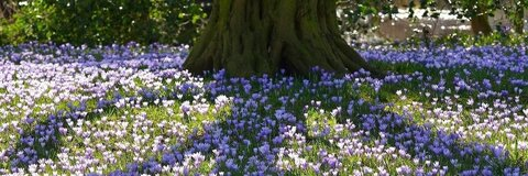 clarissa @angelh0rns cover picture