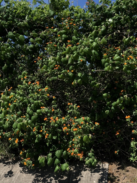 annielovely @annlvly cover picture