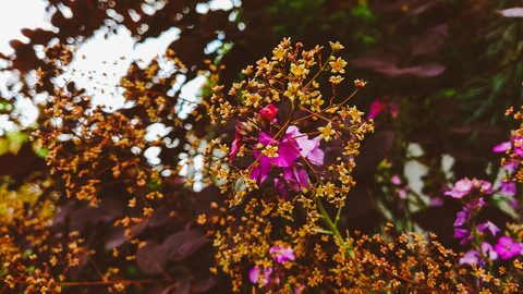 Cosmo 🌿🐌 @atinycosmo cover picture