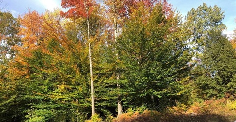 Goose @awoozygoose cover picture