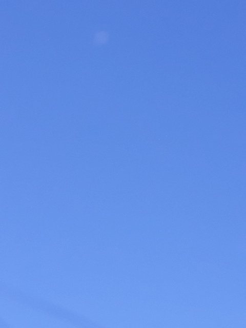 Foxy.babe @baby.kitten.98 cover picture