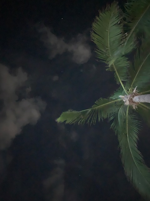 Pluto @babypluto cover picture