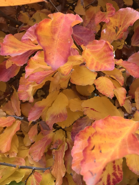 Bliss of sky @blissfull cover picture