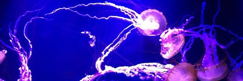 🌻marisol🌻 @blondebossladyy cover picture