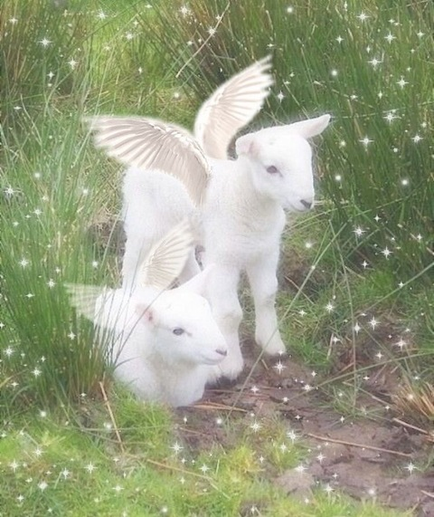 Salem @boyeaterr cover picture