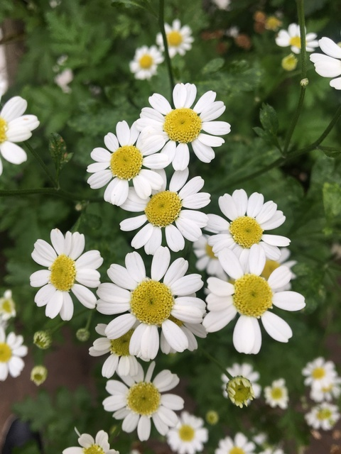 Julia @brjulia cover picture