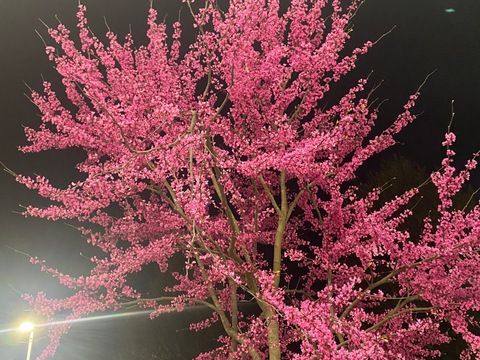 brooke &lt;3 @brookecdxx cover picture