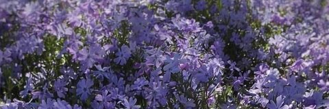 cabronab @cabronab cover picture