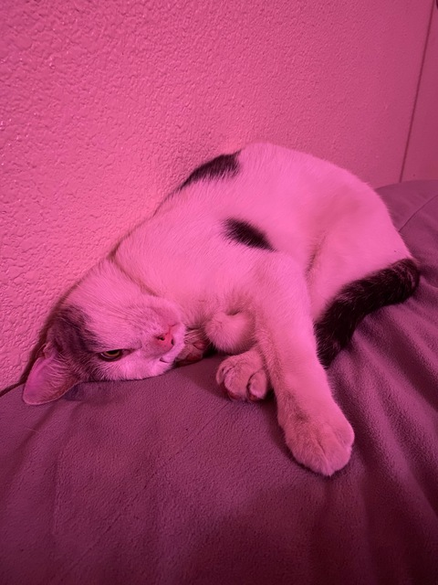 Backwood barbie @cakefacee cover picture