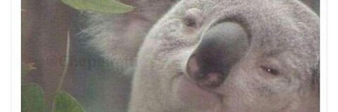 mila @camilapereyra cover picture