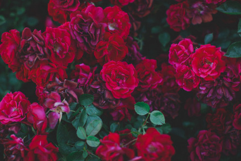 Cinnabunny @cinnabunny cover picture