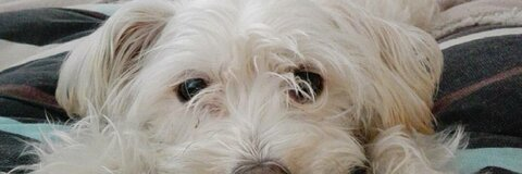 𝐵𝑙𝑎𝑛𝑘𝑖𝑤𝑖𝑠 @claere cover picture