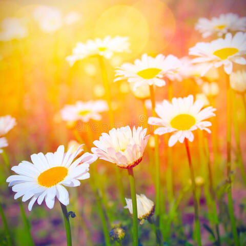 Classie @classiexoxo cover picture