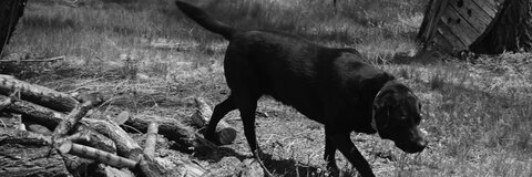 Daddies Boy @daddies cover picture