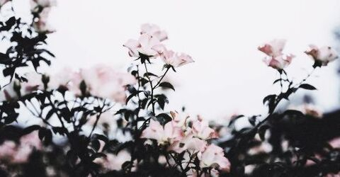 Daisy🌼 @daisykinz cover picture