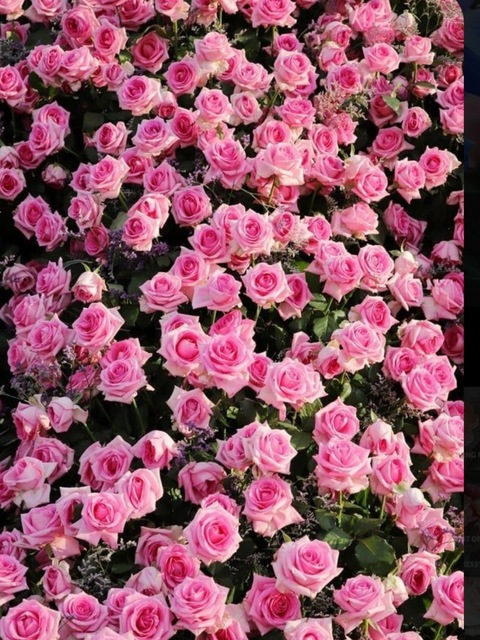 Daisy DeVille @daisyxdeville cover picture