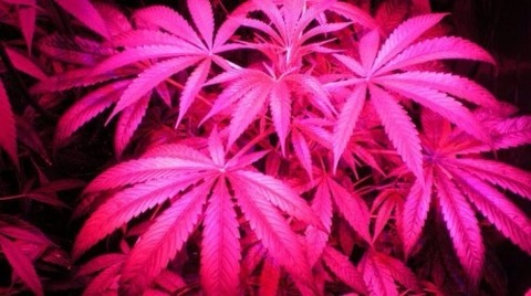 Dallas Nicole @dallasnicole615.monthly cover picture