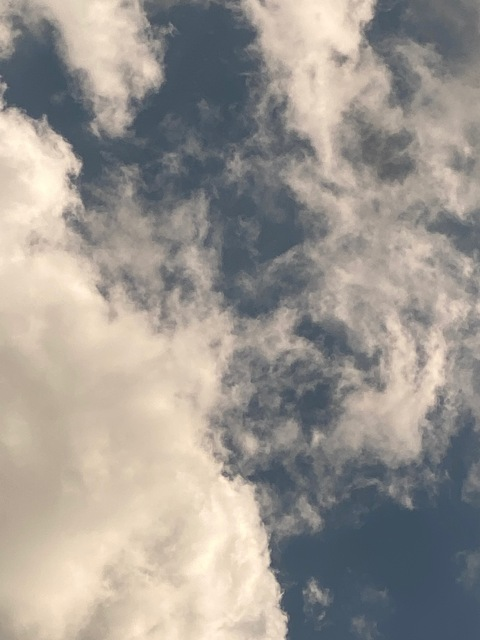 Panda @dampan cover picture