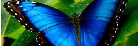 Dayi Hernandez 🦋 @dayi2715 cover picture