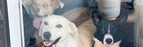 diamond jade @diamondjade14 cover picture