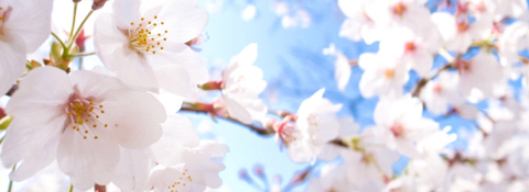 🎀 Divine Doll 🎀 @divinebrat cover picture