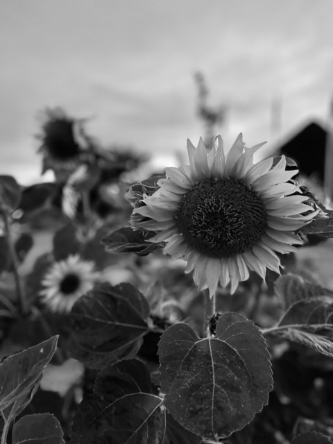 Ebba @ebbaha cover picture