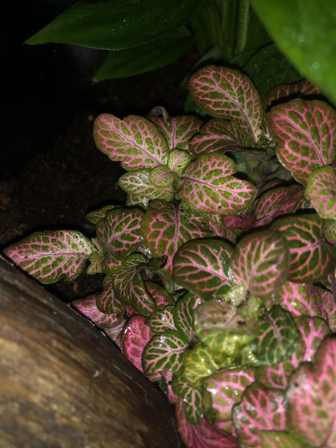 Emilia @emiliasweden cover picture