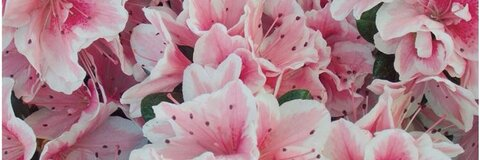 emma @emmao cover picture