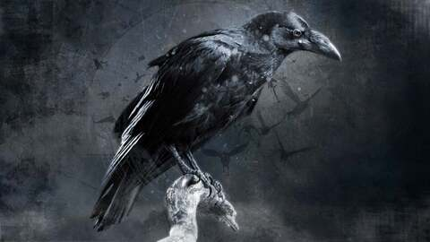Evo @evevo cover picture