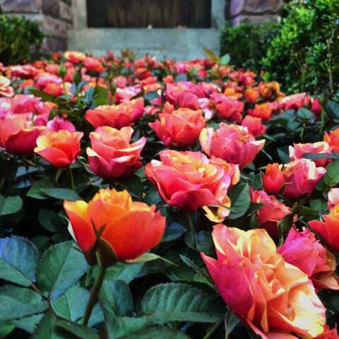 Xin loves exhibitionism @exposedxin cover picture