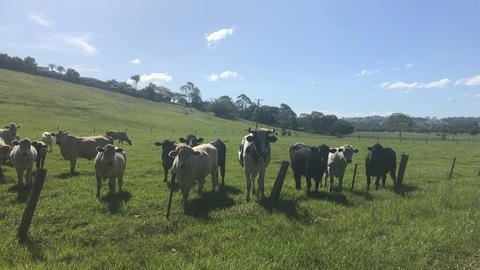 Fotze @fotze cover picture