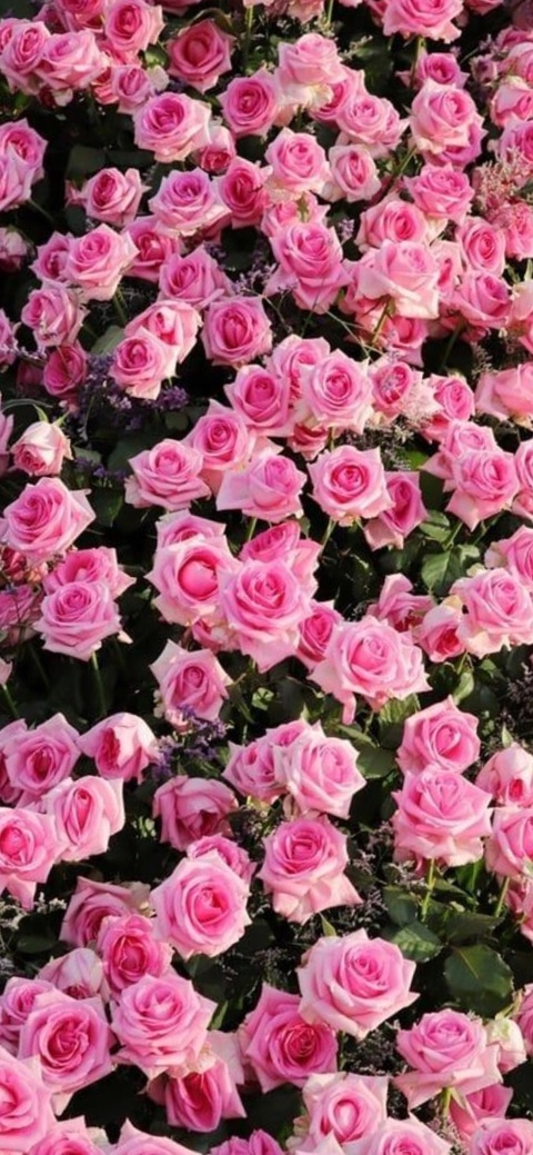 Daisy DeVille @freedaisydeville cover picture