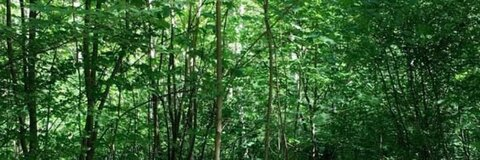 freia @freiafrost cover picture