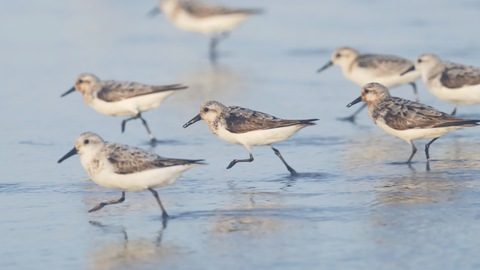 gobirdsbabe (Go Birds, babe.) free OnlyFans Leaked Content - LeakedBest