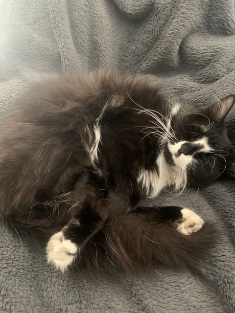 babymac @haleymacado cover picture