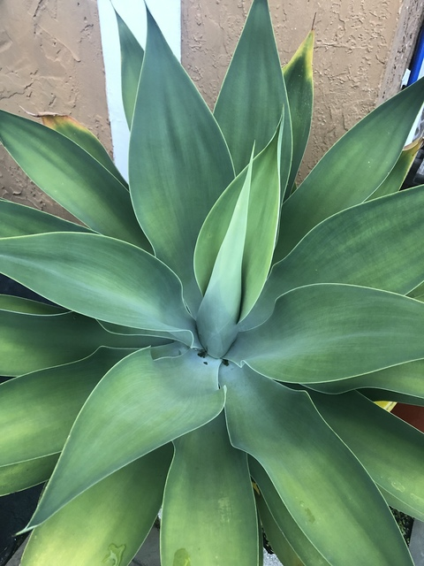 ANT @handydanny cover picture