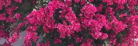 Emma ray @icebabyyyy cover picture