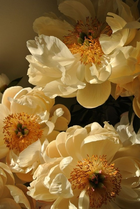 Charlie X @inopiax cover picture