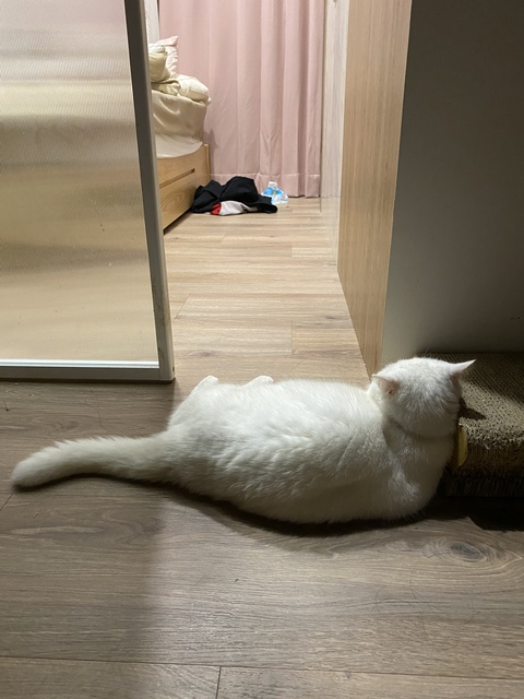 謝侑芯 @irisirisss520 cover picture