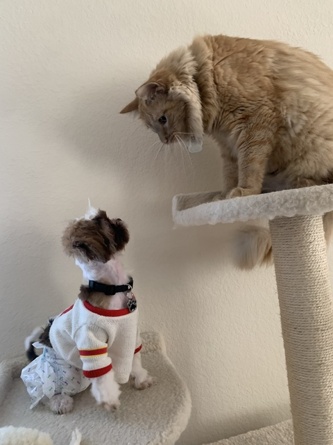 Ivy @ivyerino cover picture