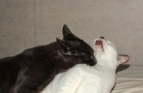 jitsbitch @jitsbitch cover picture