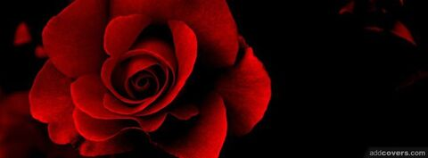 Julie-Rose @julie-rose cover picture