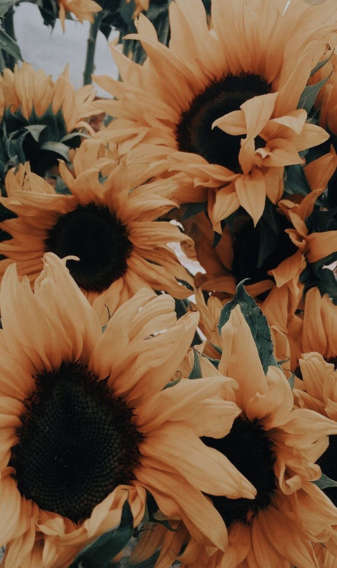 Jupiter @jupitermarie cover picture