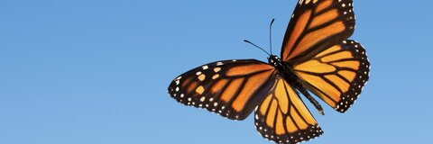 Jay @jvylovee cover picture