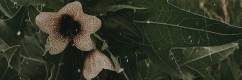 kaylee @kayleersnow cover picture